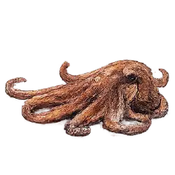 Giant Pacific Octopus (Enteroctopus dofleini) thumbnail image on AnimalDex
