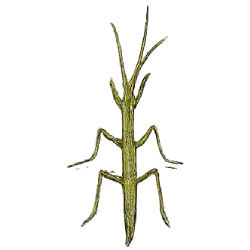 Giant Stick Insect (Dryococelus australis) featured animal image on AnimalDex