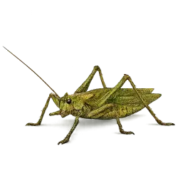Giant Stick Katydid animal lesson image on AnimalDex