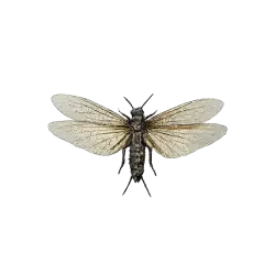 Giant Stonefly lesson from nature