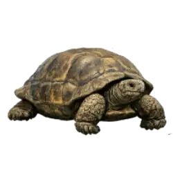 Giant Tortoise (Chelonoidis spp. and Aldabrachelys gigantea) featured animal image on AnimalDex