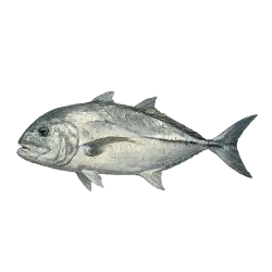 Giant Trevally (Caranx ignobilis) thumbnail image on AnimalDex