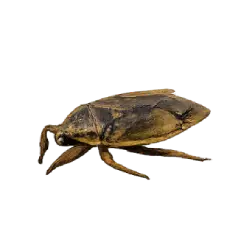Giant Water Bug (Lethocerus americanus) thumbnail image on AnimalDex