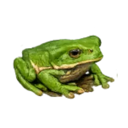 Giant Waxy Monkey Frog (Phyllomedusa bicolor) featured animal image on AnimalDex