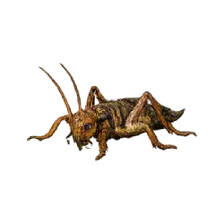 Giant Weta animal lesson image on AnimalDex