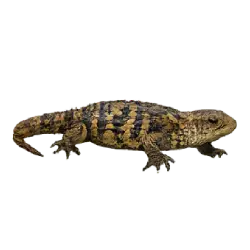 Gidgee Skink (Egernia stokesii) featured animal image on AnimalDex