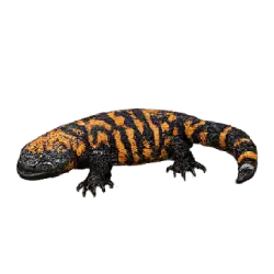 Gila Monster (Heloderma suspectum) featured animal image on AnimalDex