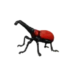 Giraffe Weevil (Trachelophorus giraffa) featured animal image on AnimalDex