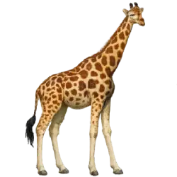 Giraffe (Giraffa camelopardalis) thumbnail image on AnimalDex