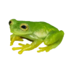 Glass Frog (Centrolenidae) featured animal image on AnimalDex