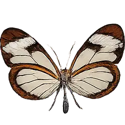 Glasswing Butterfly (Greta oto) featured animal image on AnimalDex