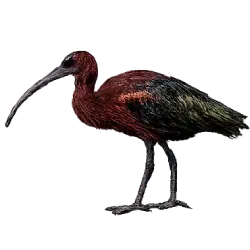 Glossy Ibis (Plegadis falcinellus) featured animal image on AnimalDex