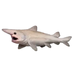 Goblin Shark (Mitsukurina owstoni) featured animal image on AnimalDex