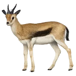 Goitered Gazelle (Gazella subgutturosa) featured animal image on AnimalDex