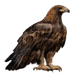 Golden Eagle (Aquila chrysaetos) featured animal image on AnimalDex