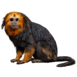 Golden-headed Lion Tamarin (Leontopithecus chrysomelas) featured animal image on AnimalDex
