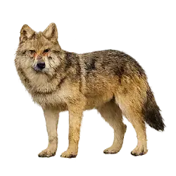 Golden Jackal (Canis aureus) featured animal image on AnimalDex