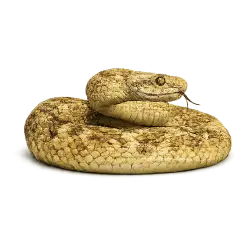 Golden Lancehead animal lesson image on AnimalDex