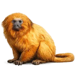 Golden Lion Tamarin (Leontopithecus rosalia) featured animal image on AnimalDex