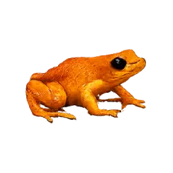 Golden Mantella (Mantella aurantiaca) featured animal image on AnimalDex