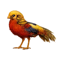 Golden Pheasant (Chrysolophus pictus) thumbnail image on AnimalDex