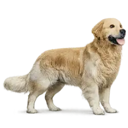 Golden Retriever animal lesson image on AnimalDex