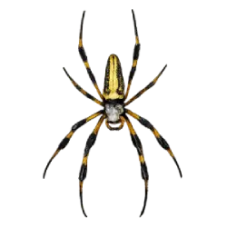 Golden Silk Orb-weaver (Trichonephila clavipes) featured animal image on AnimalDex