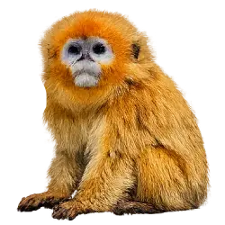 Golden Snub-nosed Monkey (Rhinopithecus roxellana) featured animal image on AnimalDex
