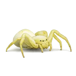 Goldenrod Crab Spider (Misumena vatia) thumbnail image on AnimalDex