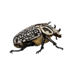 Goliath Beetle (Goliathus goliatus) featured animal image on AnimalDex