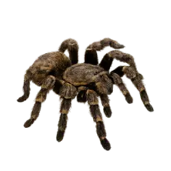 Goliath Birdeater (Theraphosa blondi) thumbnail image on AnimalDex