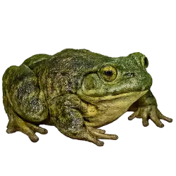 Goliath Frog (Conraua goliath) featured animal image on AnimalDex