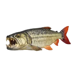 Goliath Tigerfish (Hydrocynus goliath) featured animal image on AnimalDex