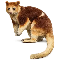 Goodfellow's Tree-kangaroo animal lesson image on AnimalDex