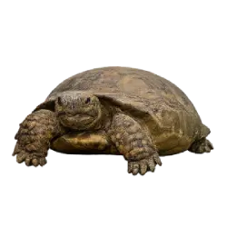 Gopher Tortoise (Gopherus polyphemus) featured animal image on AnimalDex