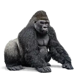 Gorilla (Gorilla spp.) featured animal image on AnimalDex