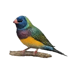 Gouldian Finch (Erythrura gouldiae) featured animal image on AnimalDex