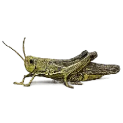 Grasshopper & Locust