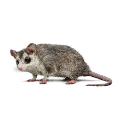 Gray Four-eyed Opossum (Philander opossum) featured animal image on AnimalDex