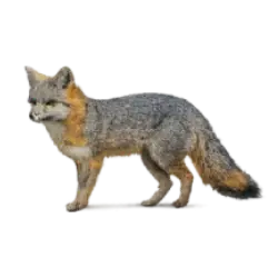 Gray Fox (Urocyon cinereoargenteus) featured animal image on AnimalDex