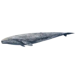 Gray Whale animal icon