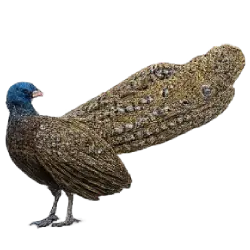 Great Argus (Argusianus argus) featured animal image on AnimalDex