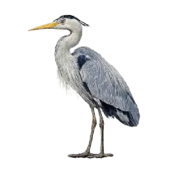 Great Blue Heron (Ardea herodias) thumbnail image on AnimalDex