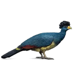 Great Blue Turaco (Corythaeola cristata) featured animal image on AnimalDex