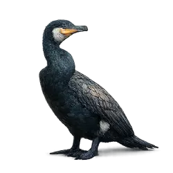 Great Cormorant (Phalacrocorax carbo) featured animal image on AnimalDex