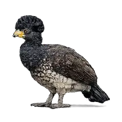Great Curassow (Crax rubra) featured animal image on AnimalDex
