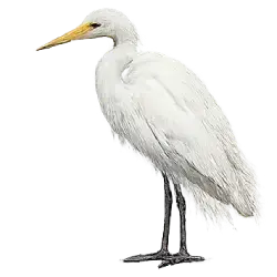 Great Egret (Ardea alba) featured animal image on AnimalDex