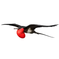 Great Frigatebird (Fregata minor) featured animal image on AnimalDex