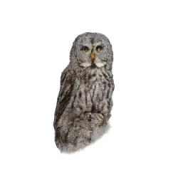 Great Gray Owl (Strix nebulosa) featured animal image on AnimalDex