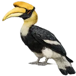 Great Hornbill (Buceros bicornis) featured animal image on AnimalDex